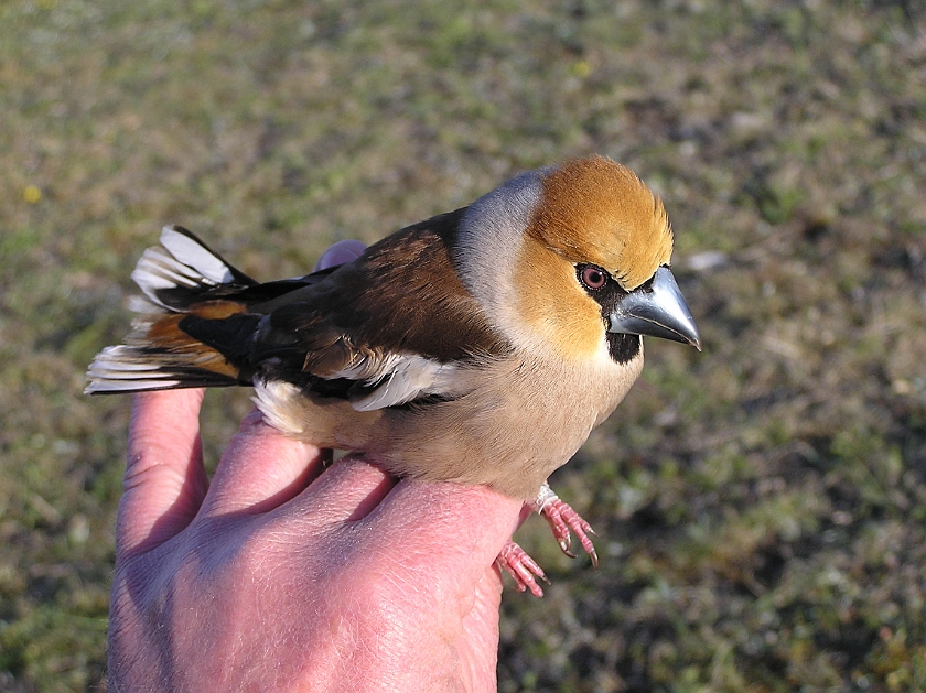 Hawfinch, Sundre 20070429